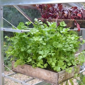 Seed tray shelves for tomato houses