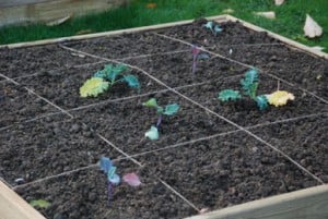 Growing with raised beds using Mel Bartholomew Square foot gardening