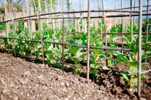 broad beans