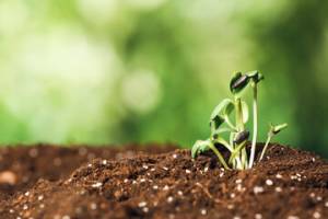 planting