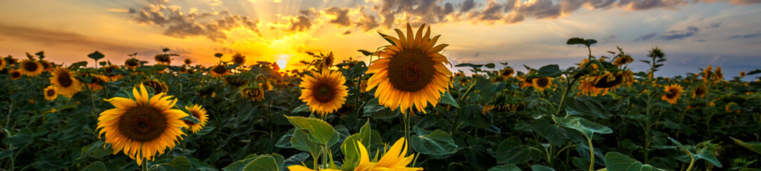 sunflowers