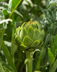 artichoke