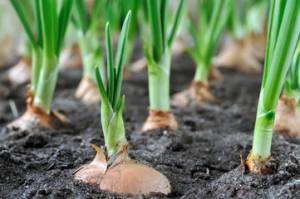 onion growing