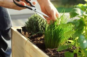 herb bed