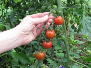 Tomato crops featured in the Guide to Mini greenhouse growing