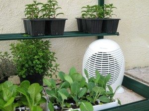heating plants in a greenhouse