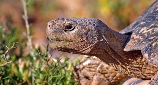Glass Tortoise Shelter – use a Cloche