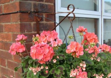 Basket and Tub Watering