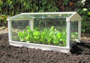 Access Garden Cloche - Ivory with lettuce