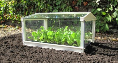 Access Garden Cloche - Ivory with lettuce