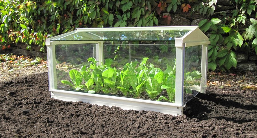 Access Garden Cloche - Ivory with lettuce