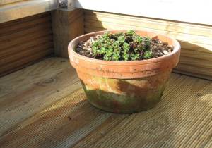 2ft x 4ft Raised Base with solid staging