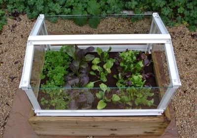 Herb and Salad Cloche Planter