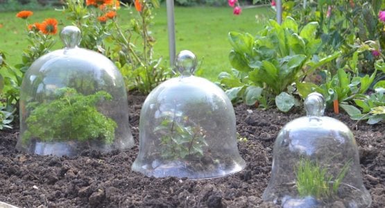 Glass Bell Cloches – ideal for protecting plants