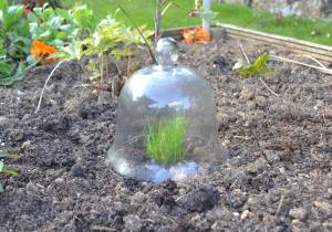 Small glass bell jar cloche