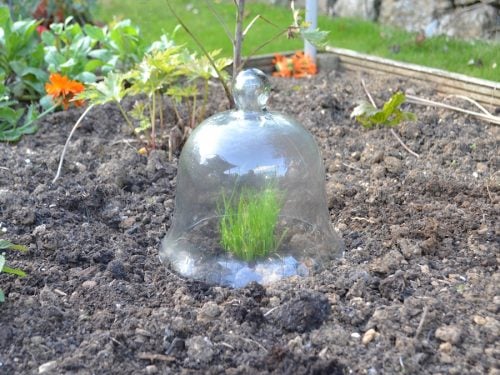 Small glass bell jar cloche