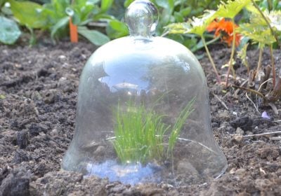 Small Glass Bell Jar Cloche