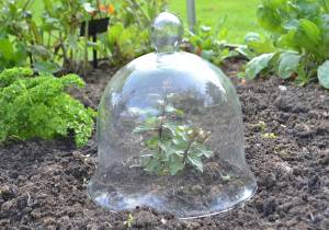 Medium glass bell jar cloche