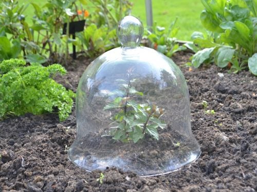 Medium glass bell jar cloche