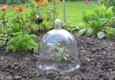Medium Glass Bell Jar Cloche