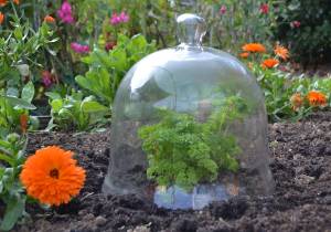 Large glass bell jar cloche