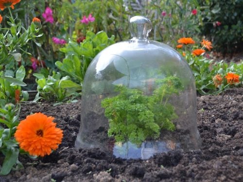 Large glass bell jar cloche