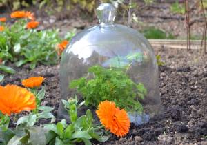 Large Glass Bell Jar Cloche