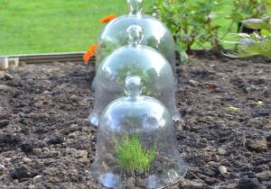 Victorian glass bell jar cloches