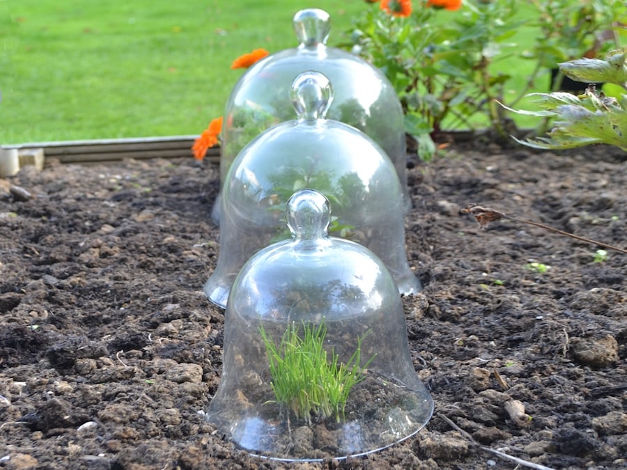 Victorian glass bell jar cloches