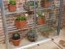 shelves in mini-greenhouse