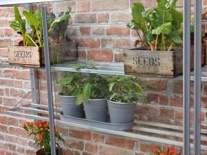 shelves in mini-greenhouse