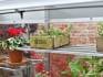 Plants on shelf in growhouse