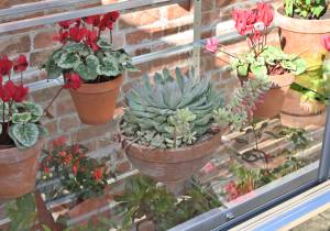 glass centre staging in mini-greenhouse