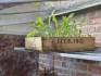 Shelf in mini-greenhouse