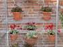 Shelves in lean-to mini-greenhouse