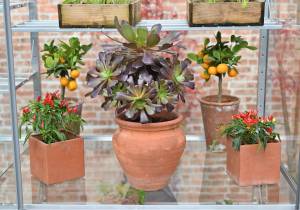 Plants on centre staging in growhouse