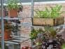 Shelves in Exbury growhouse