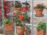 Plants on shelf in growhouse