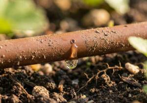 Professional dripline for gardens