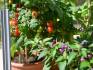 Tomatoes in aluminium tomato house