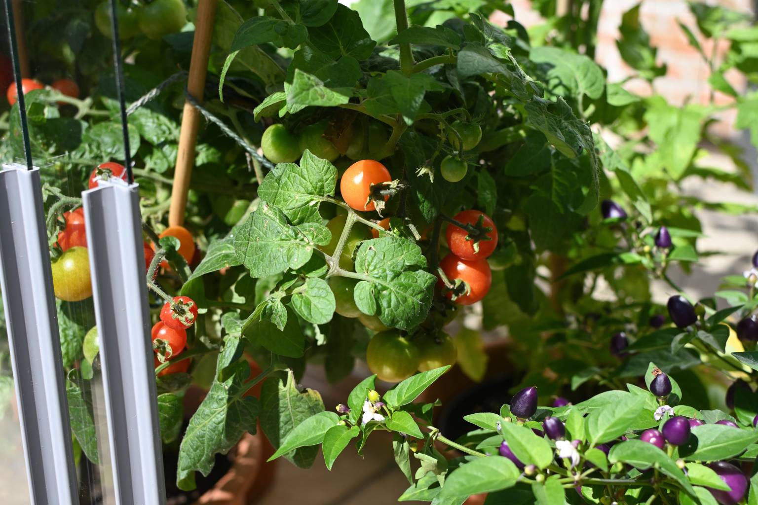 Tomato House | Access Garden Products
