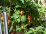 Tomato plants in tomato house