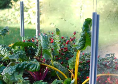 Guide to Cold Frame Growing