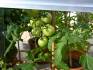 green tomatoes in tomato house