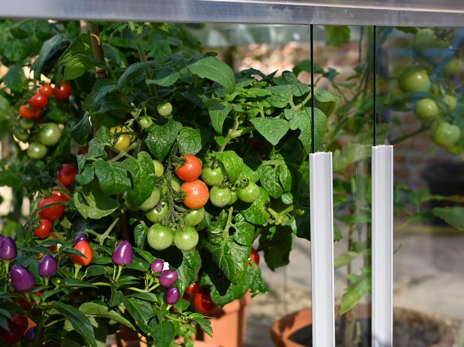 What to Grow in a Greenhouse in Summer Access Garden Products