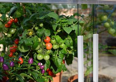 Problems with growing tomatoes in a greenhouse