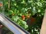 Tomato plants in aluminium tomato house