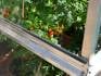 Tomato plants in aluminium and glass tomato house