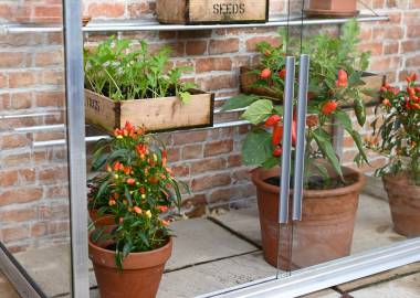 What to grow in a small greenhouse: a simple guide