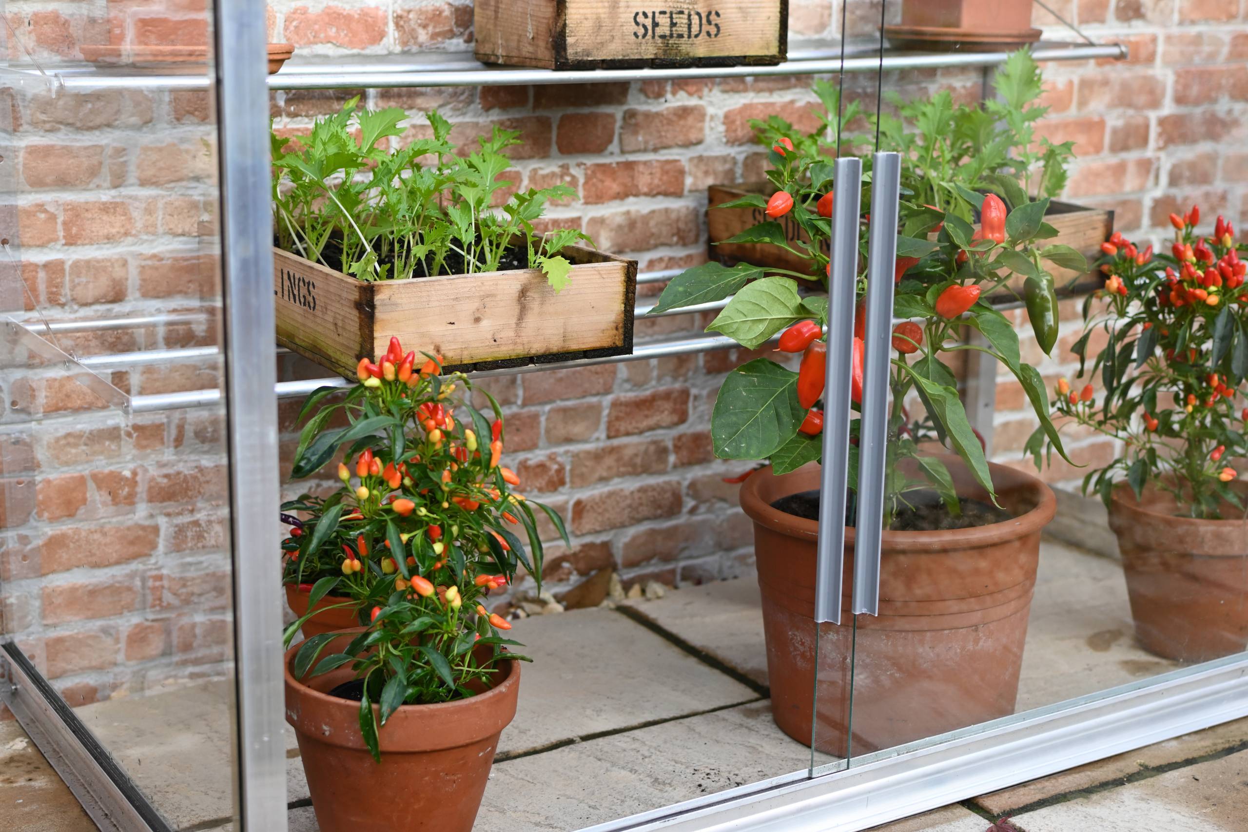What to Grow in A Small Greenhouse - plants in Greenhouse